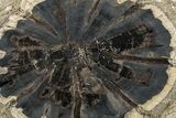 Petrified Wood (Hermanophyton) Round - Colorado #303461-1